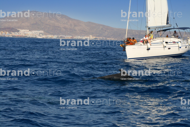 Whale watching in Los Cristianos