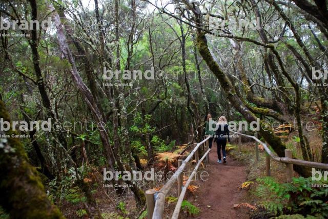 Parque Nacional de Garajonay, Bosque del Cedro