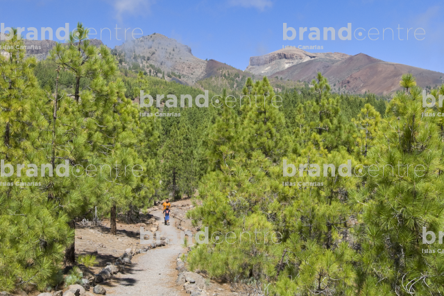 The Teide Forest Crown