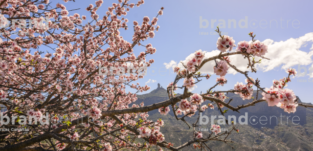 Almond blossom Tejeda