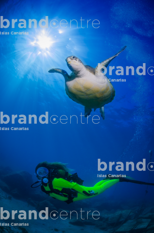 Underwater Fund Armeñime, Green Turtle (Chelonia Mydas),