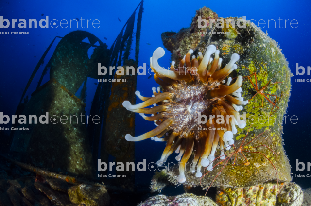 Underwater Fund Tabaiba, (anemone, Telmatactis cricoides)