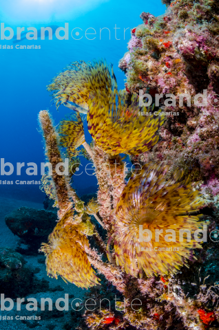 Underwater Fund Sardine (Spirograph)