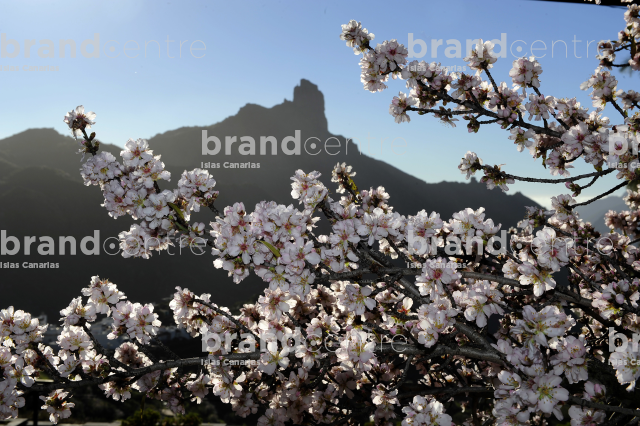 Almond blossom in Tejeda