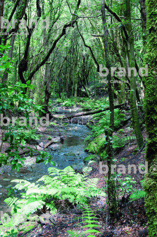 Bosque del Cedro. Parque Nacional de Garajonay