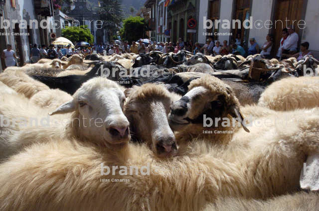 Sheep in the Pilgrimage Offering to the Virgen del Pino