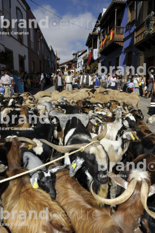Goats in the pilgrimage of the Virgen del Pino