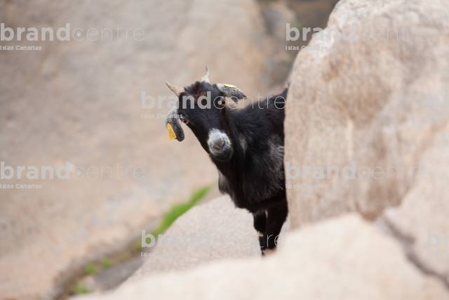 Goat in the Peñitas Dam