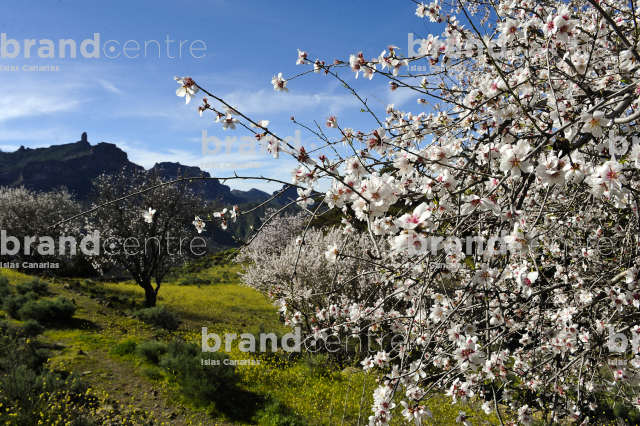 Almond blossom in Tejeda