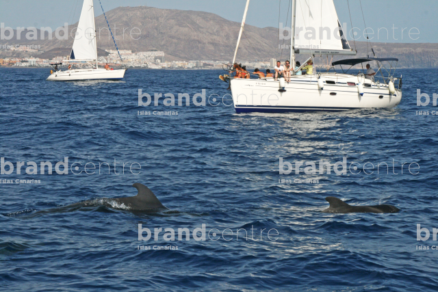 Whale watching in Los Cristianos