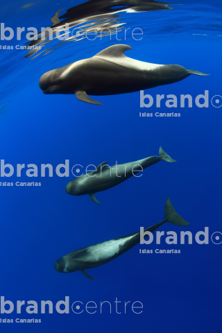 Cetaceans