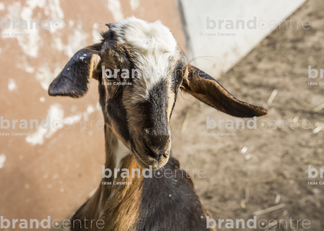 goat in cheese factory La Villa