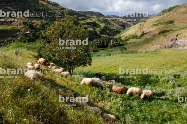 Sheep in High Mountain