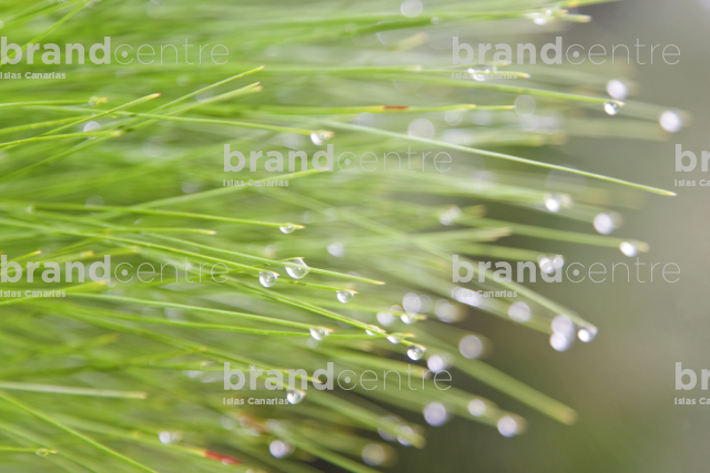 Canary Island pine with drops