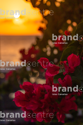 Sunset with bougainvillea