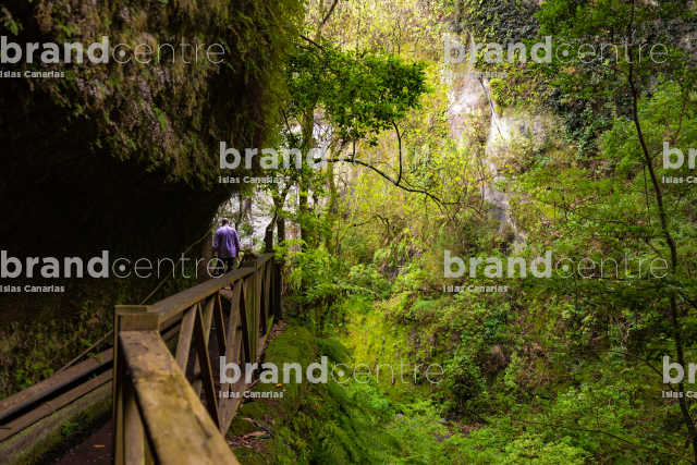 Los Tilos Forest (Waterfall)