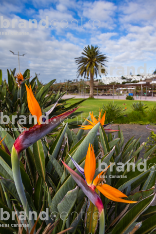 Parque del Sur, Maspalomas