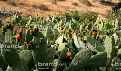 Plantación de tuneras