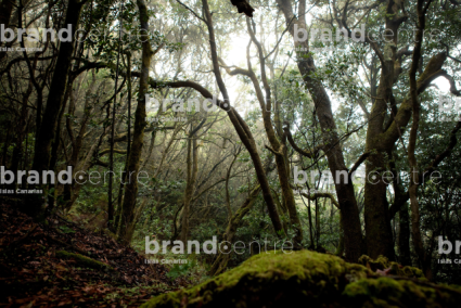 Parque Nacional de Garajonay, Bosque del Cedro