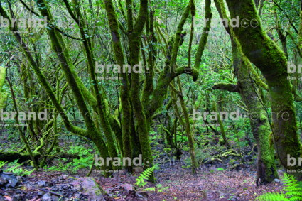 Bosque del Cedro. Parque Nacional de Garajonay