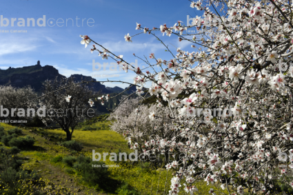 Almendro en flor en Tejeda