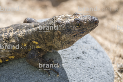 Lagarto Gigante de El Hierro