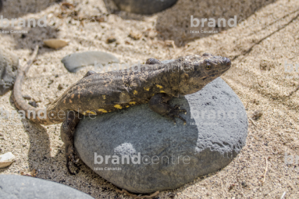 Lagarto Gigante de El Hierro