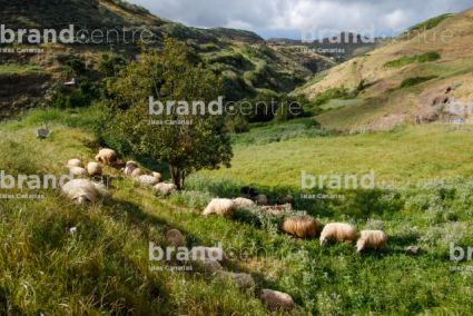 Ovejas en Montaña Alta