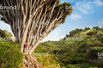 Bosque de Dragos 